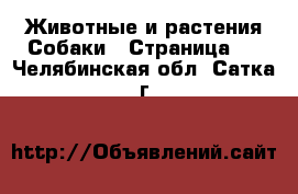 Животные и растения Собаки - Страница 9 . Челябинская обл.,Сатка г.